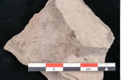 Foto (Detailansicht) von Dryandra comptoniaefolia Ettingshausen (NHMW-GEO-2024-0188-10184)